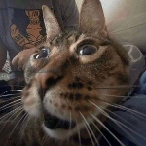 Meet your Posher, Kaiden